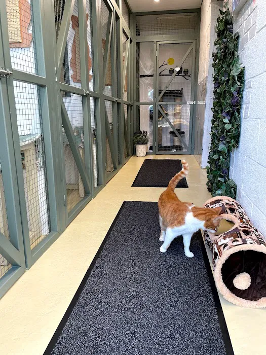 Hillsborough Cat Hotel Picture 7