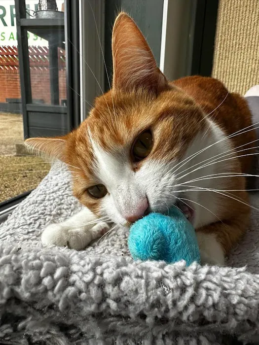 Hillsborough Cat Hotel Picture 9
