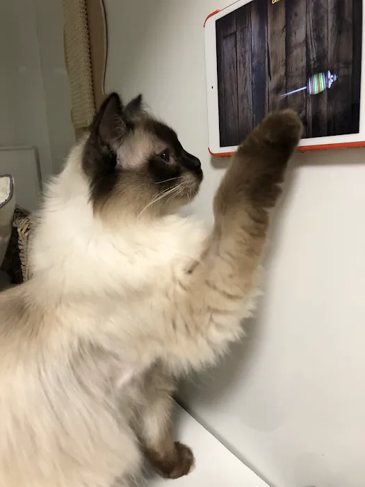 Hillsborough Cat Hotel Picture 10