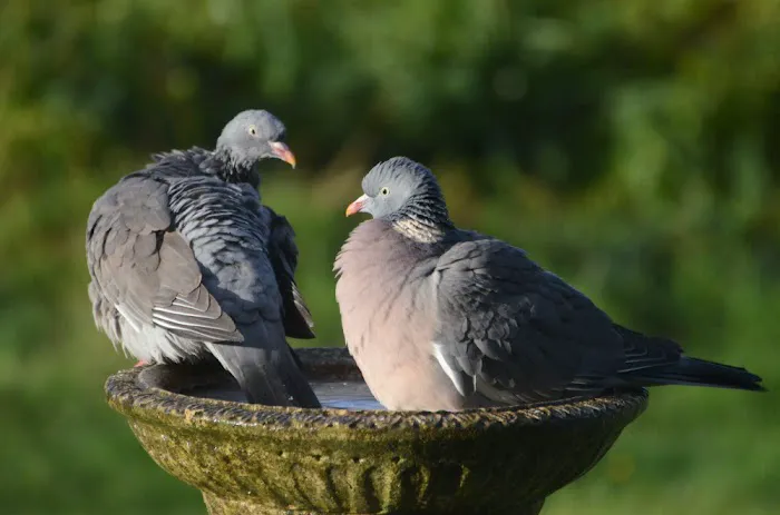 Chubby Mealworms Picture 3