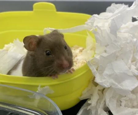 Pets at Home Huddersfield Waterloo