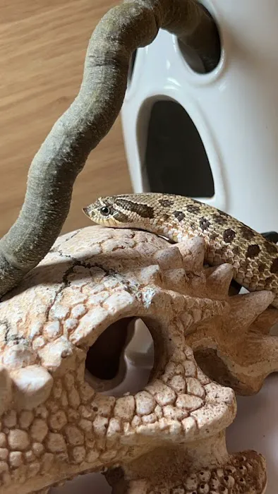 Peculiar Pets Picture 4