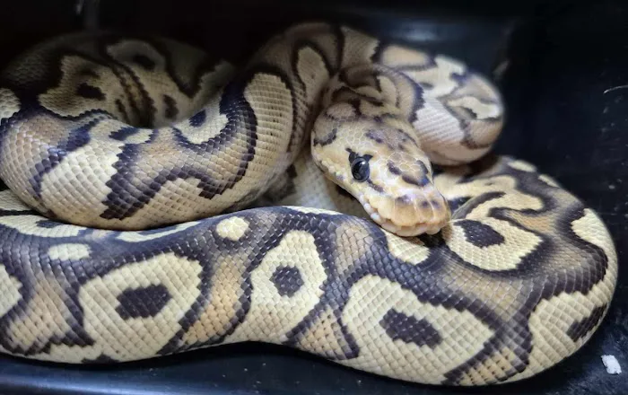 Peculiar Pets Picture 3