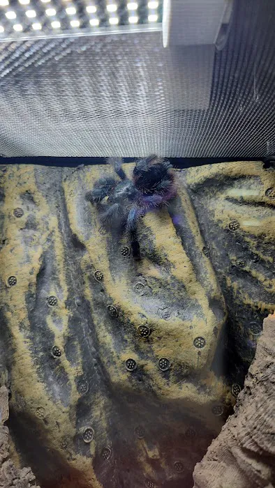 Peculiar Pets Picture 5