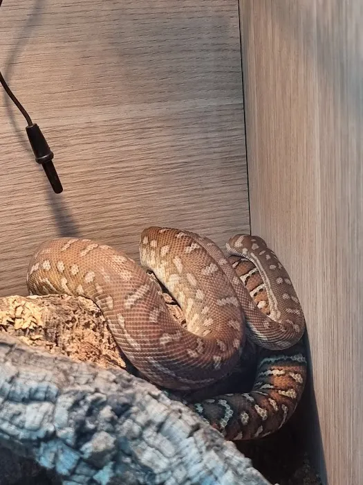 Peculiar Pets Picture 6