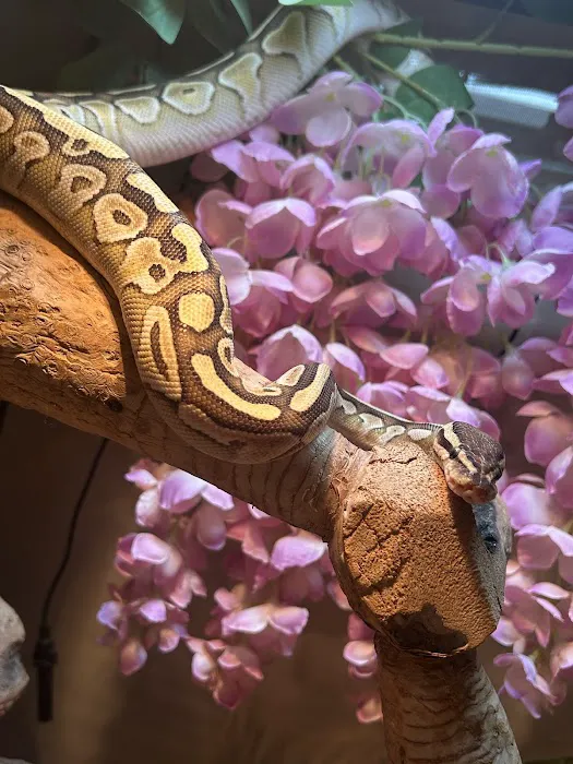 Peculiar Pets Picture 9