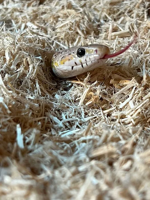 Peculiar Pets Picture 10