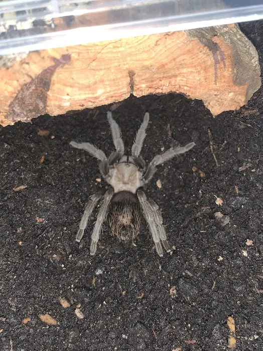 TARANTULA ROOM LIMITED Picture 3