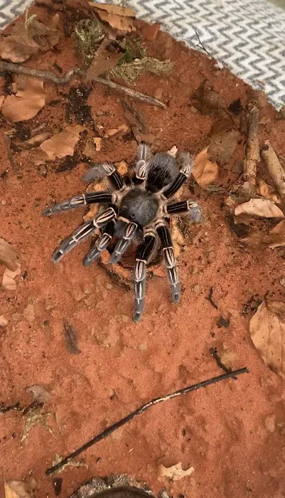 TARANTULA ROOM LIMITED Picture 1