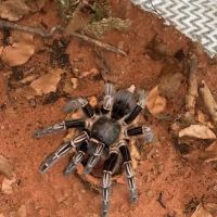 TARANTULA ROOM LIMITED ico