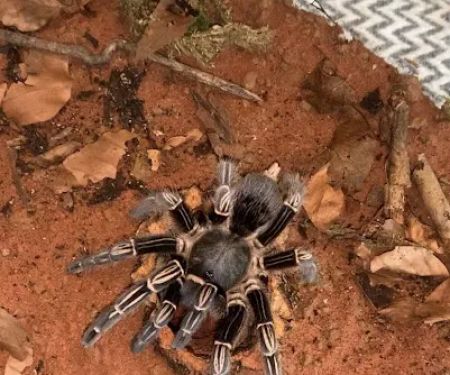 TARANTULA ROOM LIMITED