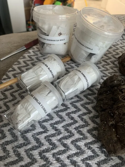 TARANTULA ROOM LIMITED Picture 2