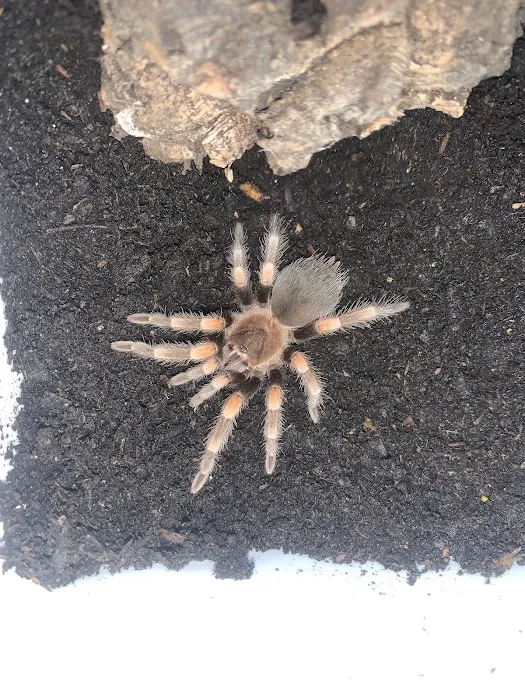 TARANTULA ROOM LIMITED Picture 5