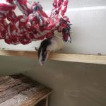 Pets at Home Dewsbury