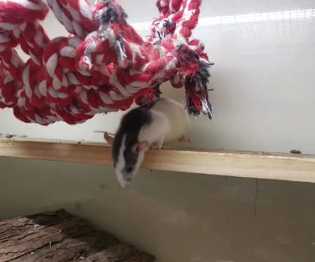 Pets at Home Dewsbury