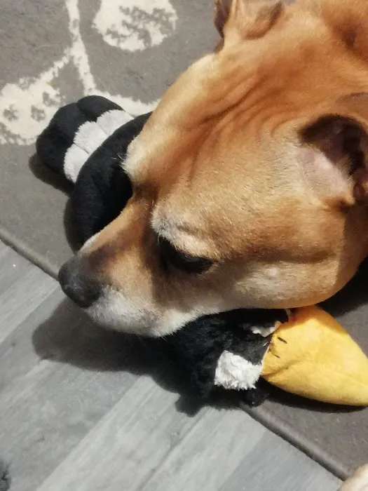 Pets at Home Dewsbury Picture 6