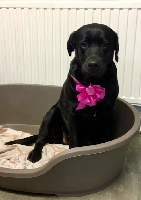 Pets at Home Dewsbury Picture 7