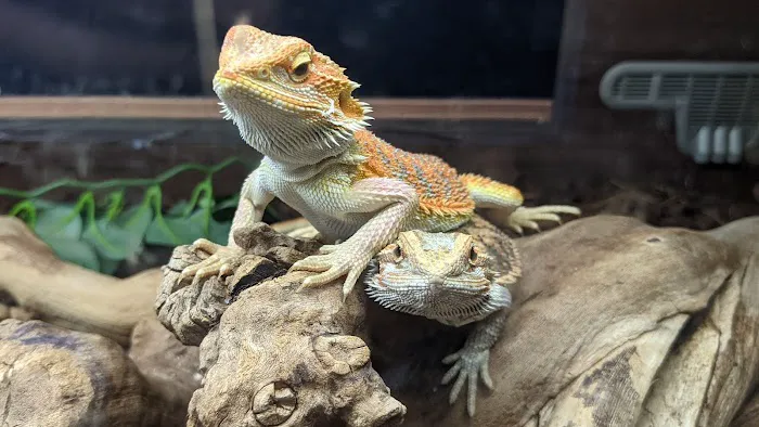 HD1 Aquatics and exotic pets Picture 6