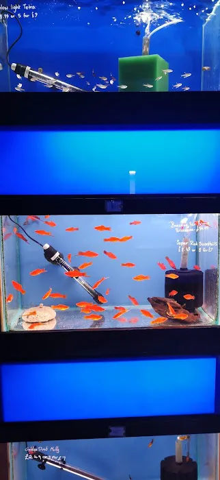 HD1 Aquatics and exotic pets Picture 10