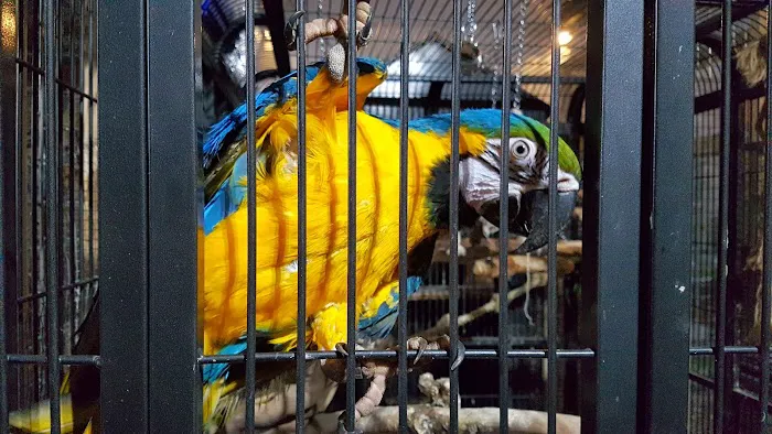 Shelly's Pet Shop Picture 1