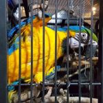 Shelly's Pet Shop