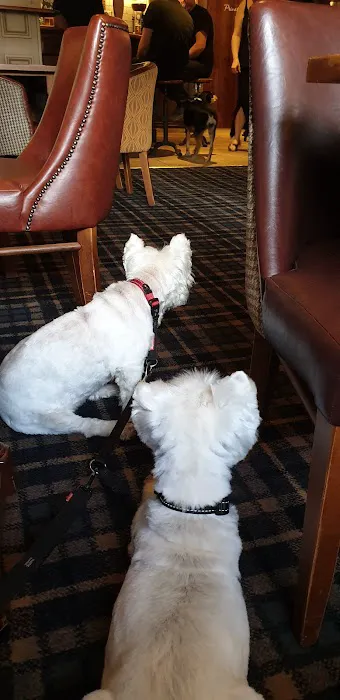 Pets at Home Huddersfield Picture 6