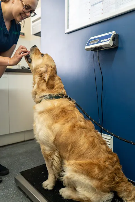 Park Veterinary Group, Penarth Picture 1