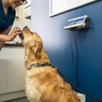 Park Veterinary Group, Penarth ico