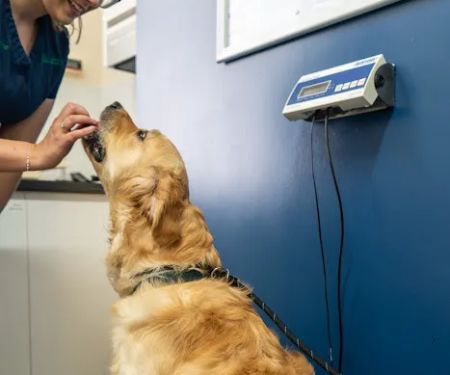 Park Veterinary Group, Penarth