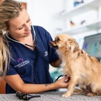 Heath Vets - Penarth ico