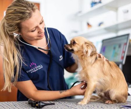 Heath Vets - Penarth