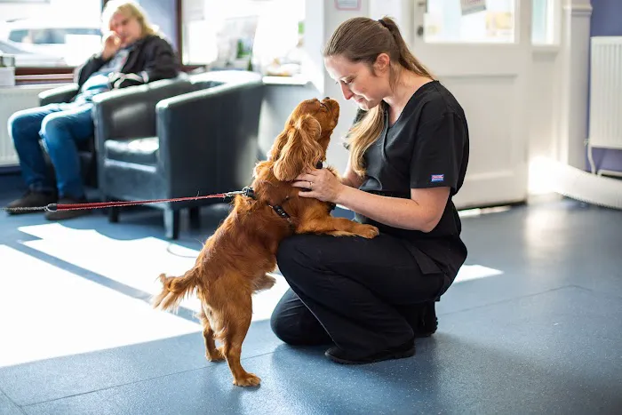 Heath Vets - Penarth Picture 3