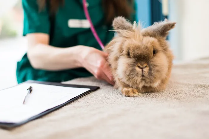 Heath Vets - Penarth Picture 6