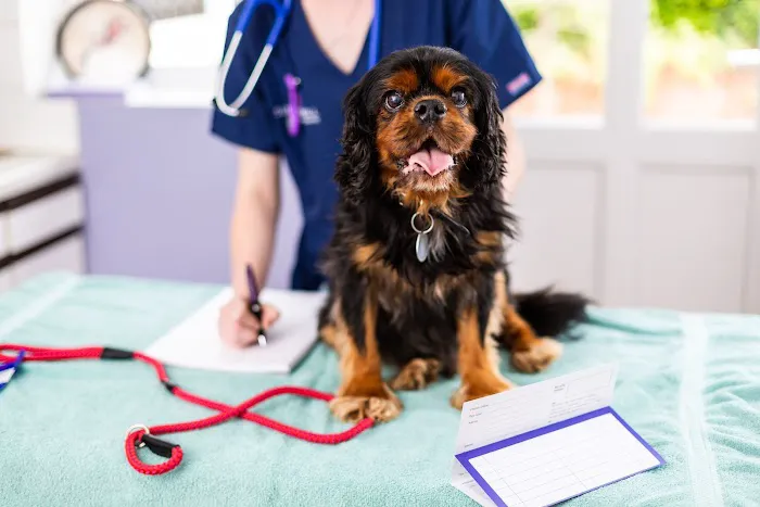 Heath Vets - Penarth Picture 9
