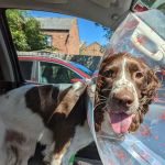 Kings Veterinary Centre