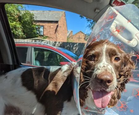 Kings Veterinary Centre