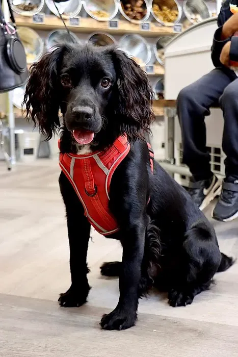 NO RUFF DAYS Picture 3