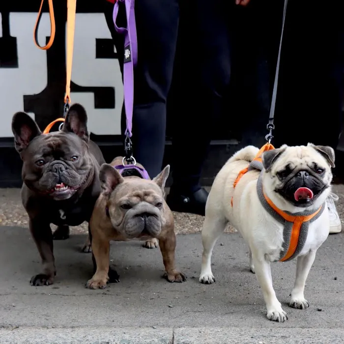 NO RUFF DAYS Picture 4