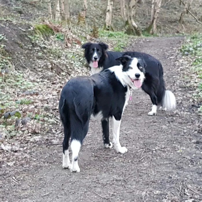 NO RUFF DAYS Picture 8