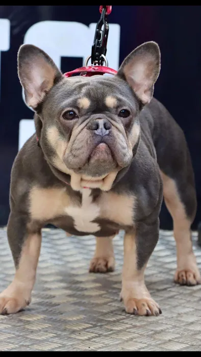 NO RUFF DAYS Picture 7