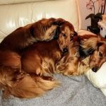 Melton Vets