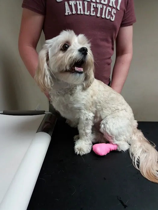 Melton Vets Picture 3
