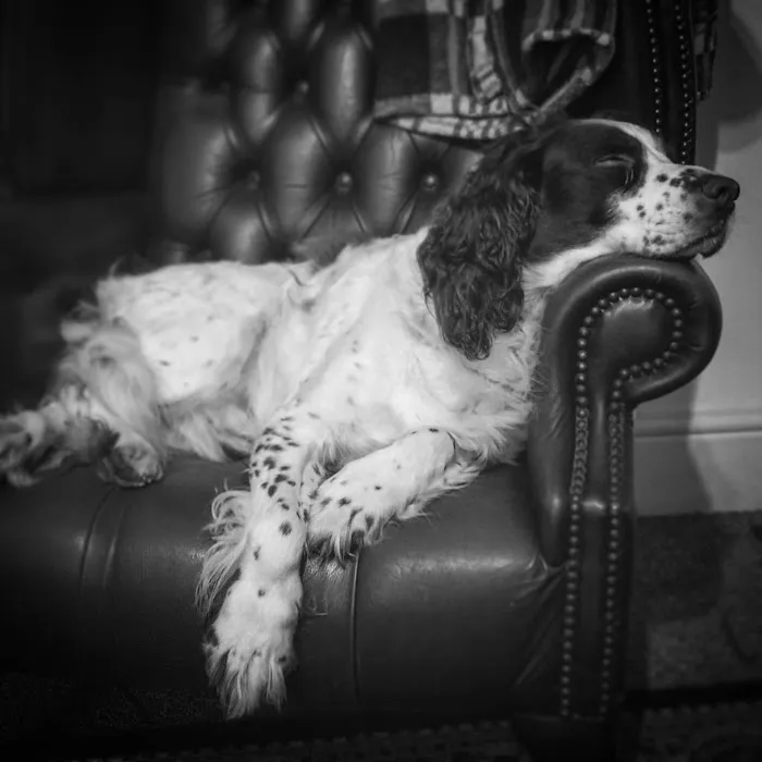 Melton Vets Picture 9