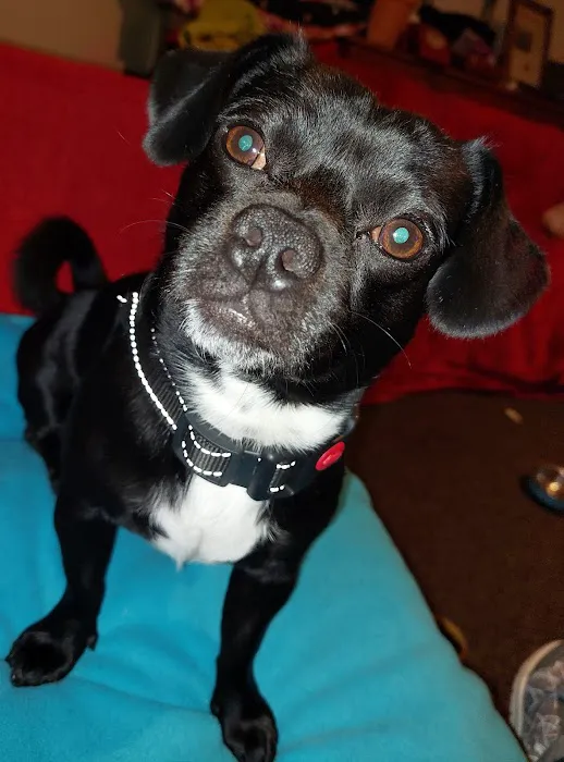 Melton Vets Picture 8