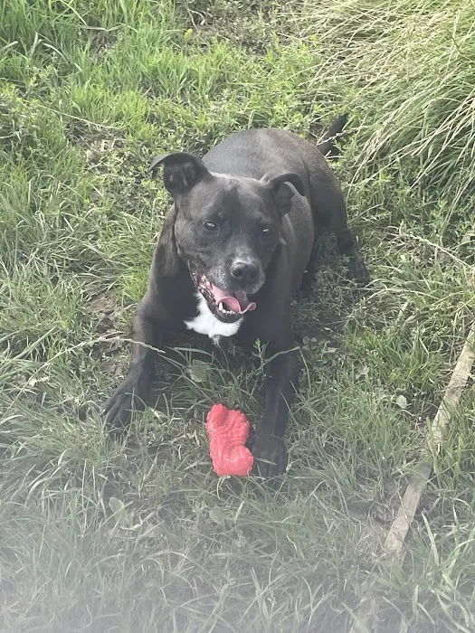 Melton Vets Picture 10