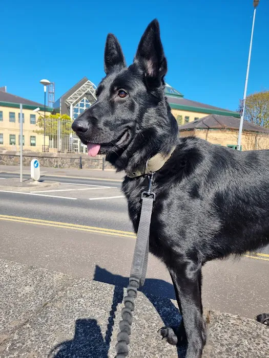 Antrim Pets Picture 1