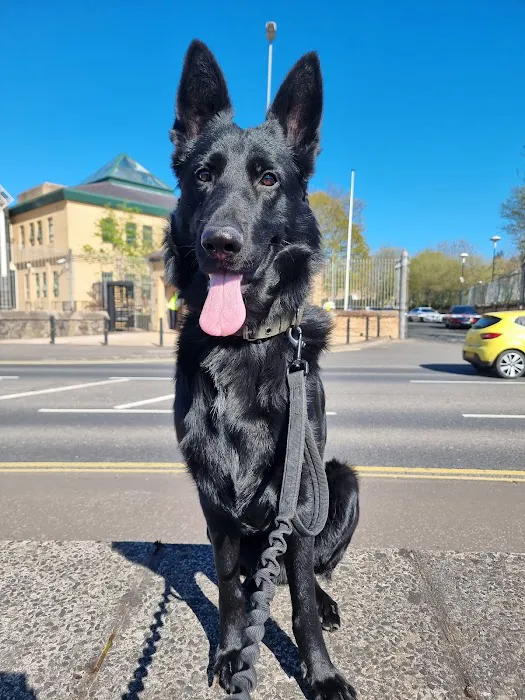 Antrim Pets Picture 2