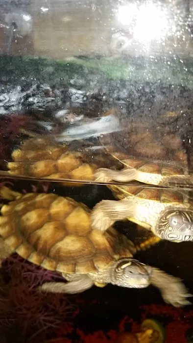 Antrim Pets Picture 4