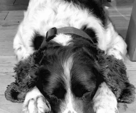 Calder Vets in Brighouse