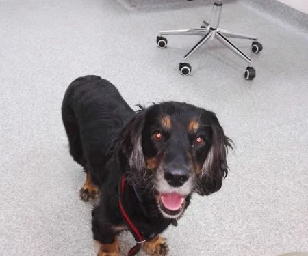 Torrington Orthopaedics